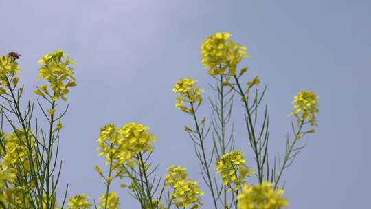 春天油菜花开蜜蜂采蜜空镜升格