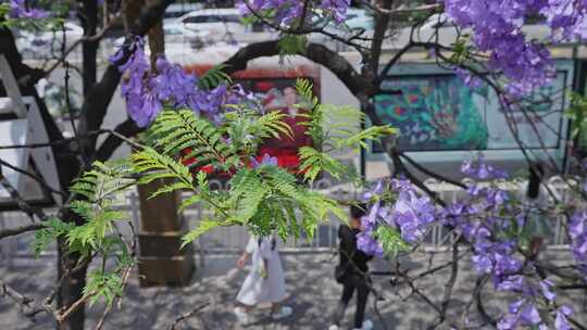 春城路蓝花楹昆明春城云南3859