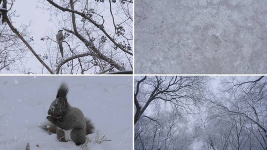小雪 大雪 冬至 小寒 大寒高清在线视频素材下载
