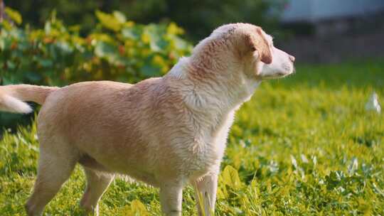 一只湿拉布拉多犬站在户外草地上滴水