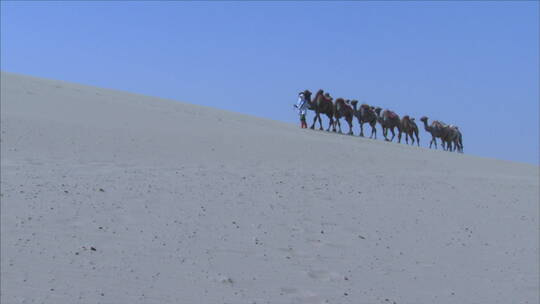 宁夏 沙漠  骆驼队在沙漠天际线行走 仰拍视频素材模板下载