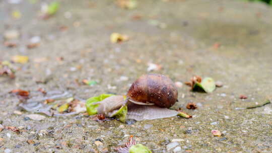 路上的蜗牛