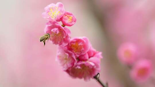 春天蜜蜂采蜜