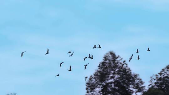 鸟儿候鸟大自然飞鸟飞翔和平鸽赛鸽信鸽子