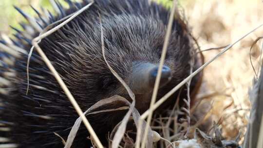 野外的Echidna