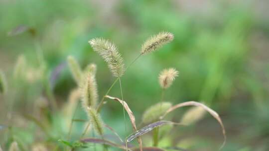 狗尾草 狗尾巴草 禾本科 杂草 可做饲料