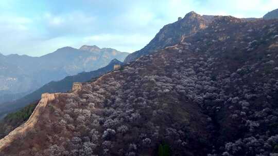 北京河防口长城春季花开航拍