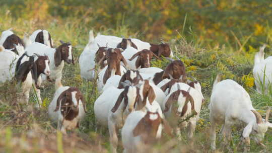 秋季清晨成群结队山羊觅食视频素材模板下载