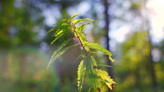 树叶阳光穿透树叶原始森林植物