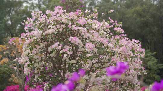 花圃观景花美丽景致中的悠闲时光