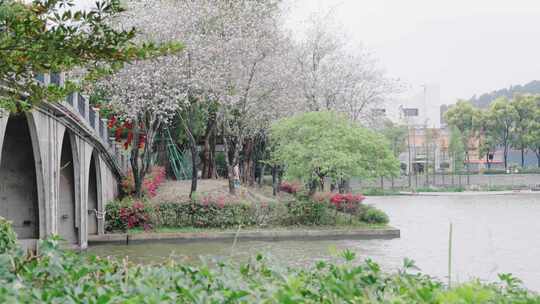 春日紫荆花盛开美景女子漫步在桥上观赏风景