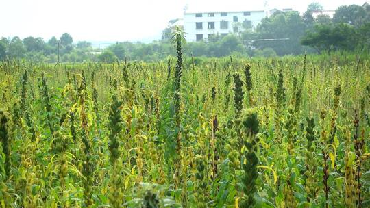 农村种植芝麻作物4k视频有机芝麻视频素材模板下载