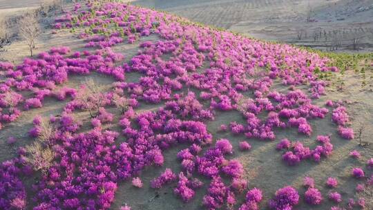 扎兰屯杜鹃花 4k高清视频