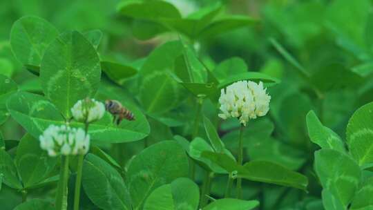 花丛蜜蜂