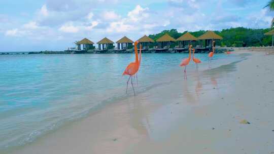 阿鲁巴海滩与海滩上的粉红色火烈鸟在阿鲁巴岛加勒比海的海滩上的粉红色火烈鸟视频素材模板下载