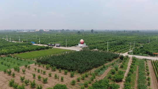 河北深州大桃航拍种植园顺丰车队