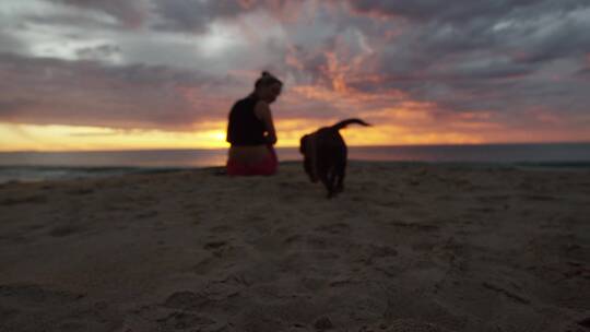 人和狗在海滩玩耍
