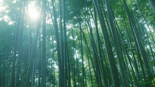 阳光透过竹子