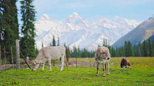 夏塔雪山牛马吃草森林野生动物生态新疆伊犁
