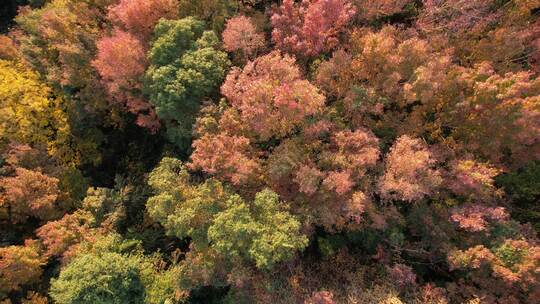 红枫树林航拍，枫叶红了，红枫叶视频素材模板下载