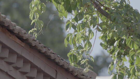 人文意境空镜头