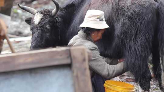 西藏隆子县玉麦乡卓嘎牦牛牧民视频素材模板下载