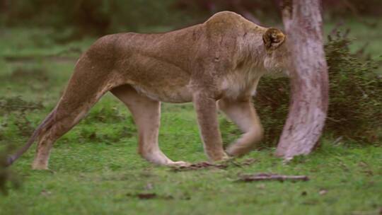 准备狩猎的母狮视频素材模板下载