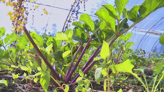 大棚种植蔬菜绿叶菜农民菜农菜篮子工程