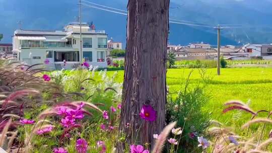 树林草原 森林公园 花草树木 田园风景