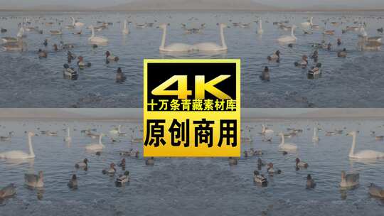 青海青海湖湖面飞鸟航拍视频高清在线视频素材下载