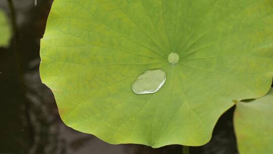 慢镜头拍摄雨水击打荷叶水珠滚动