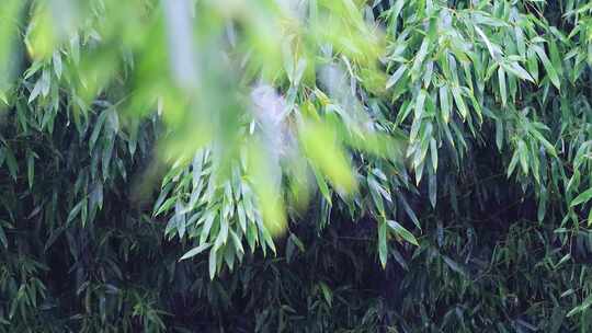 雨水雨滴落在竹叶上合集
