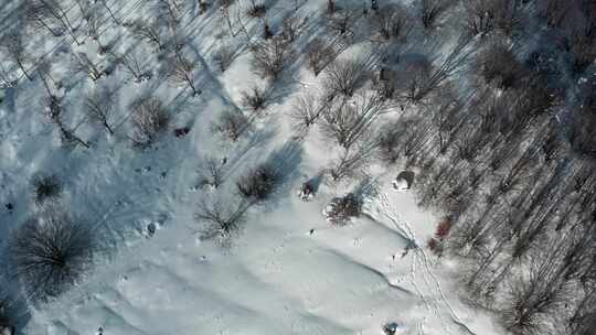 雪，无人机，意大利，树