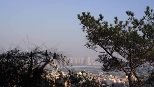 仰拍松树特写树干树枝风吹松树风吹树林树木