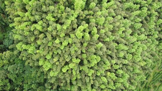 航拍南岳衡山风景区森林树木植被