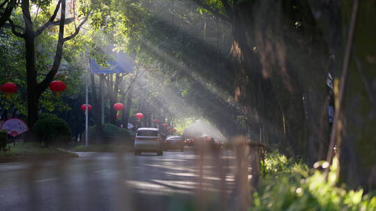 清晨阳光透过树林打在城市道路上