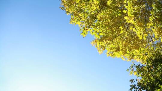 天空树木蓝天树叶风和日丽