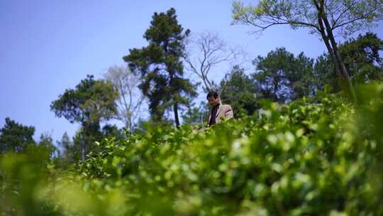 茶山摘茶