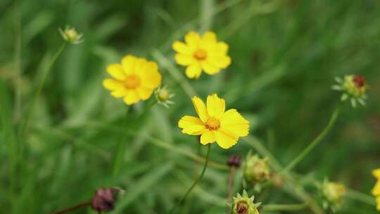 剑叶金鸡菊、大花金鸡菊4K120帧升格