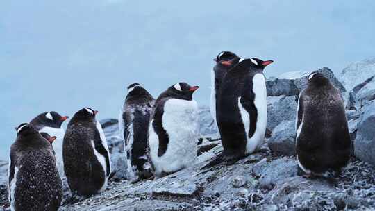 南极 企鹅