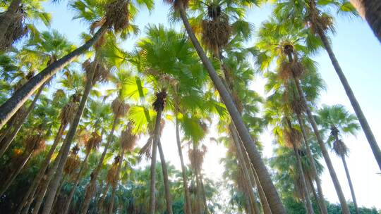 高大的热带植物棕榈树林视频素材模板下载