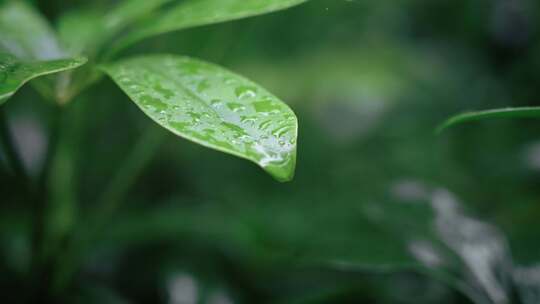 春雷春雨春天绿植雨滴露水水滴2531