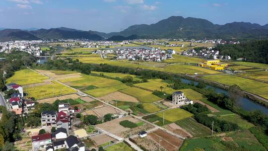 大同建德秋季金色稻田田园风光 4K航拍