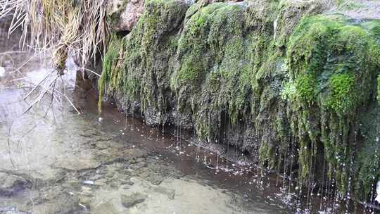 长满青苔岩石上的流水