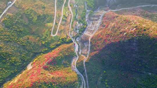 三峡红叶