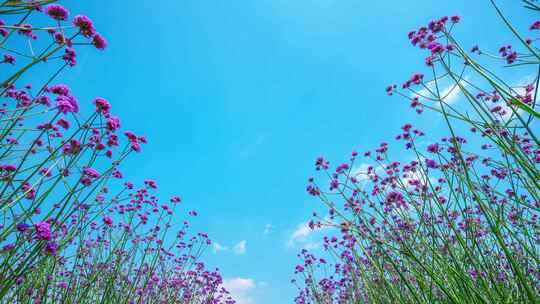 马鞭草花海