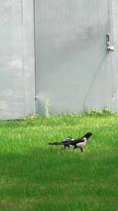 公园草坪上觅食嬉戏的灰喜鹊