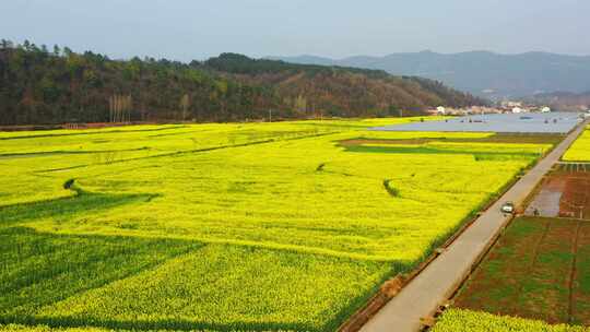 【合集】航拍春天乡村的油菜花田