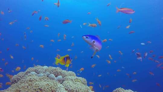 红海鱼珊瑚礁