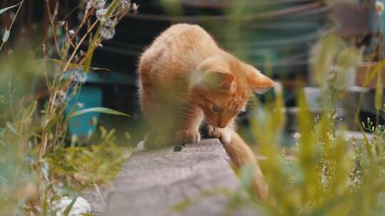 流浪猫寻找食物视频素材模板下载